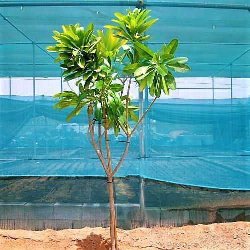 Plumeria Obtusa, Frangipani, The Temple Tree - Image 4