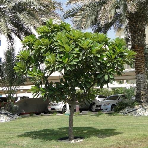 Plumeria Obtusa, Frangipani, The Temple Tree - Image 5