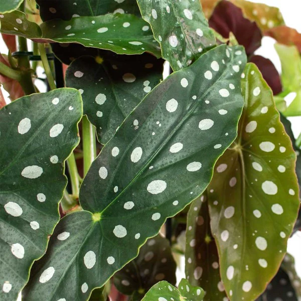 Polka Dot begonia, Begonia Maculata - Image 2