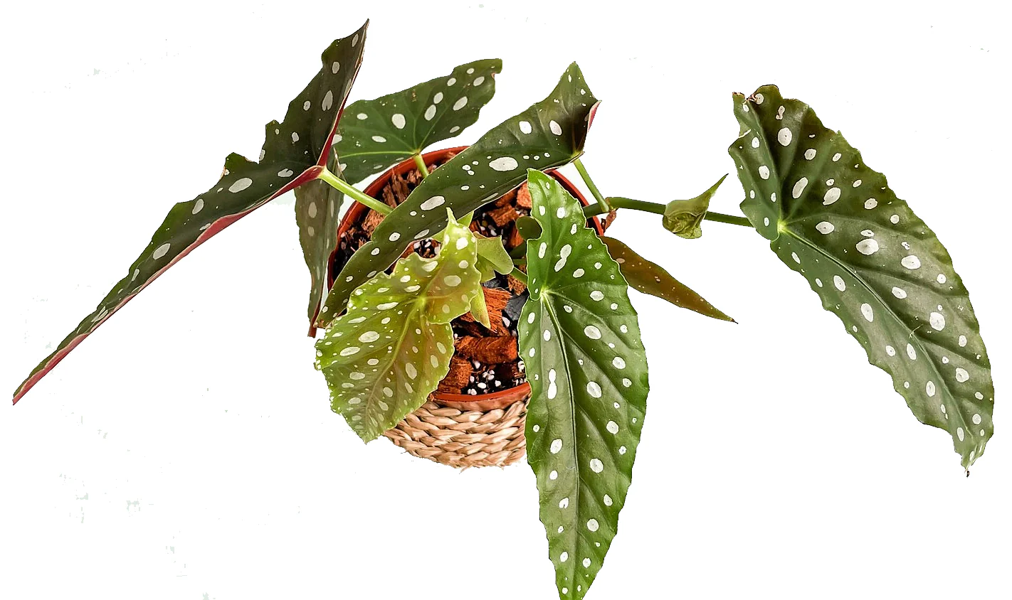 Polka Dot begonia, Begonia Maculata - Image 3