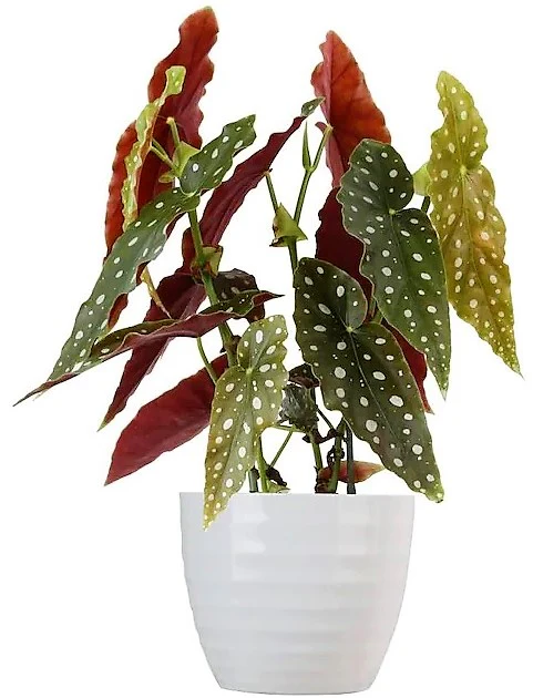 Polka Dot begonia, Begonia Maculata - Image 4