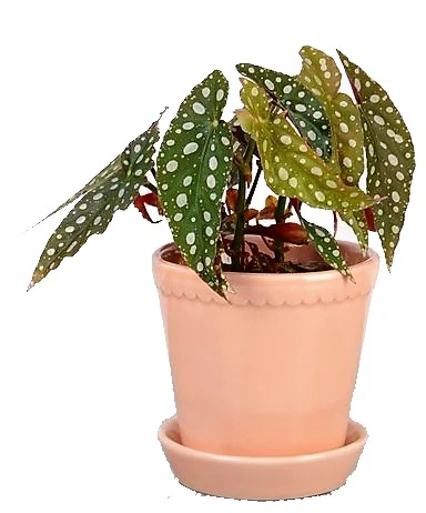 Polka Dot begonia, Begonia Maculata - Image 5