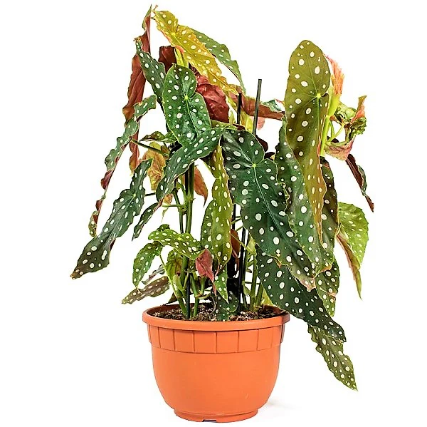 Polka Dot begonia, Begonia Maculata - Image 6