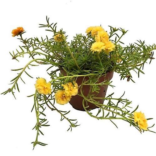 Rose Moss, Portulaca Grandiflora - Image 3