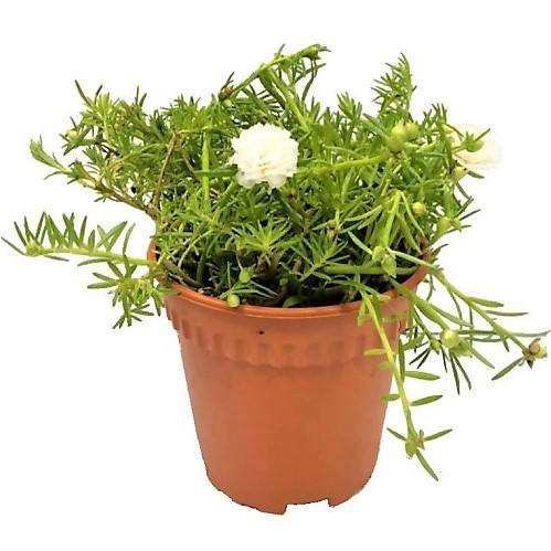 Rose Moss, Portulaca Grandiflora - Image 4