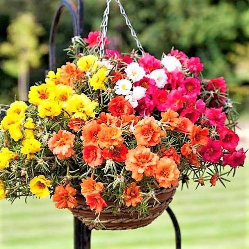 Rose Moss, Portulaca Grandiflora - Image 5