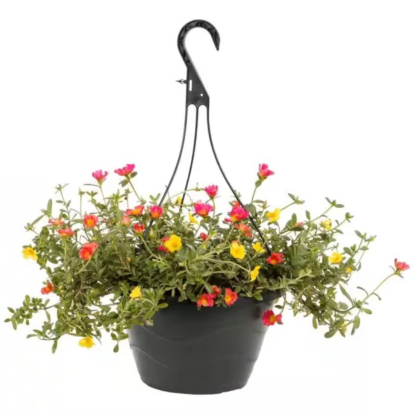 Rose Moss, Portulaca Grandiflora - Image 7