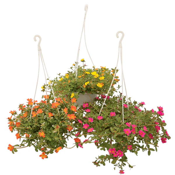 Rose Moss, Portulaca Grandiflora - Image 8