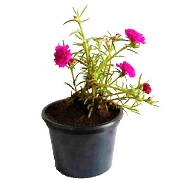 Rose Moss, Portulaca Grandiflora - Image 4