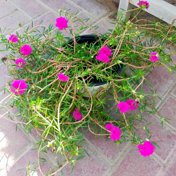 Rose Moss, Portulaca Grandiflora - Image 5