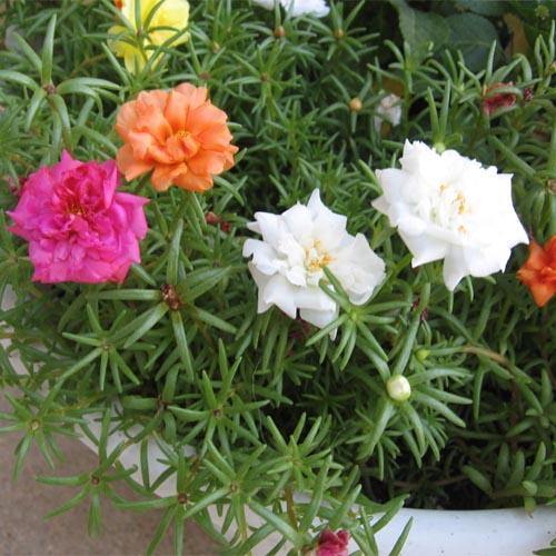 Rose Moss, Portulaca Grandiflora - Image 6