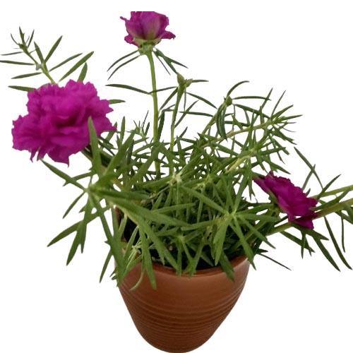 Rose Moss, Portulaca Grandiflora - Image 7