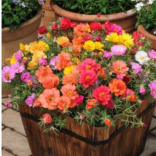 Rose Moss, Portulaca Grandiflora - Image 8