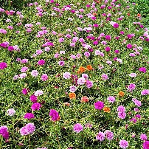 Rose Moss, Portulaca Grandiflora - Image 9