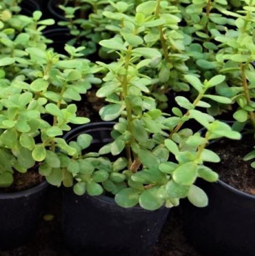 Portulacaria Afra, Elephant Bush - Image 2