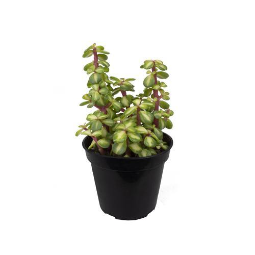 Portulacaria Afra, Elephant Bush - Image 3