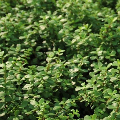 Portulacaria Afra, Elephant Bush - Image 5