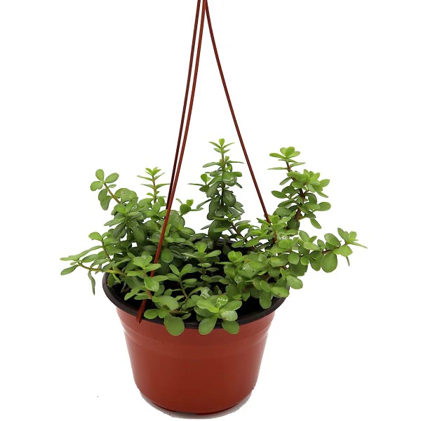 Portulacaria Afra, Elephant Bush - Image 6