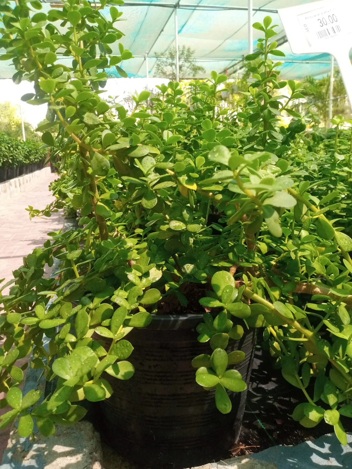 Portulacaria Afra, Elephant Bush - Image 7