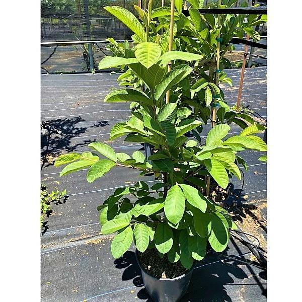 Guava Tree, Psidium Guajava - Image 2