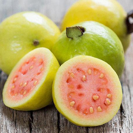 Guava Tree, Psidium Guajava - Image 3