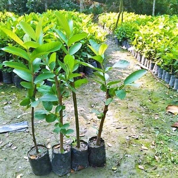 Guava Tree, Psidium Guajava - Image 4