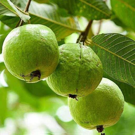 Guava Tree, Psidium Guajava - Image 5