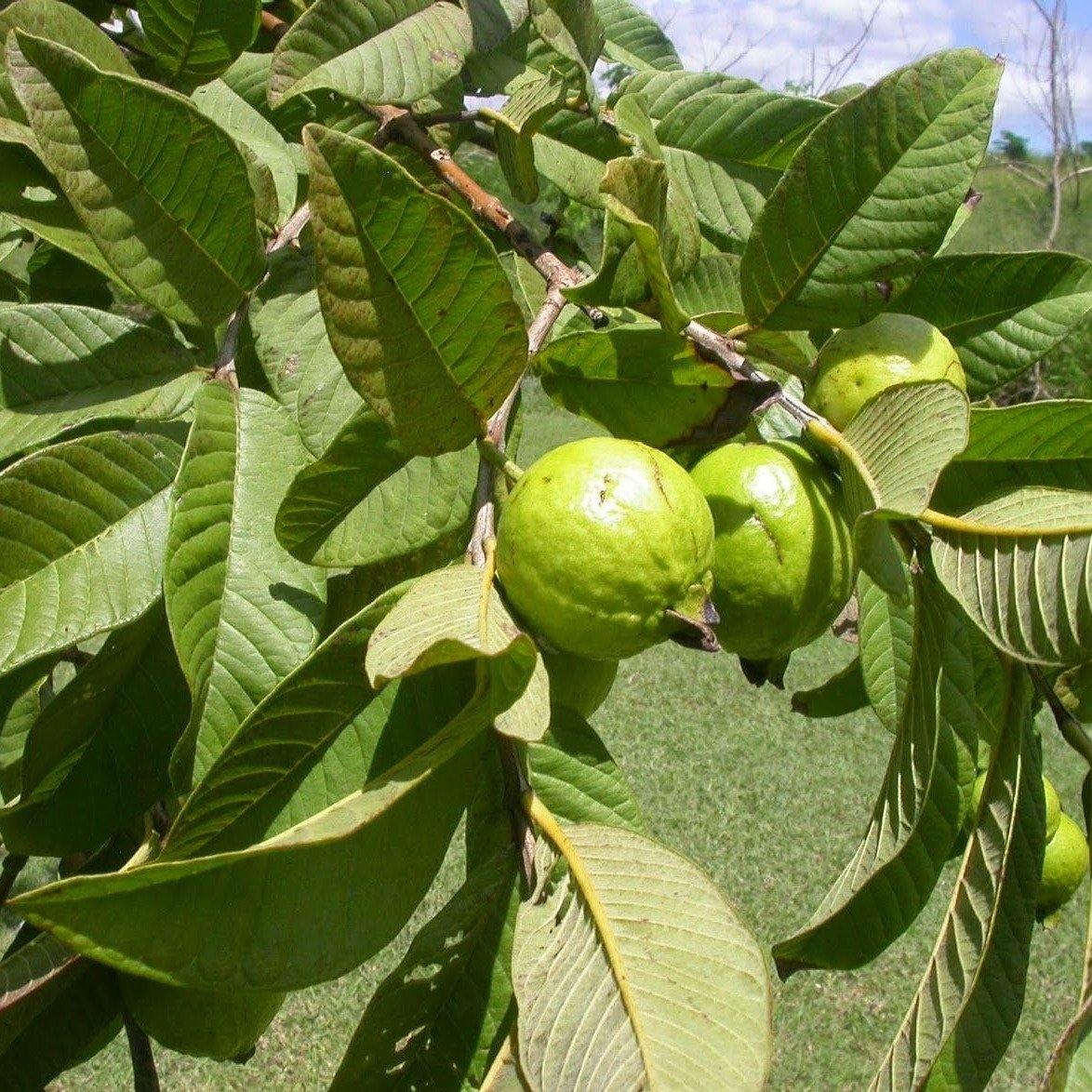 Guava Tree, Psidium Guajava - Image 6