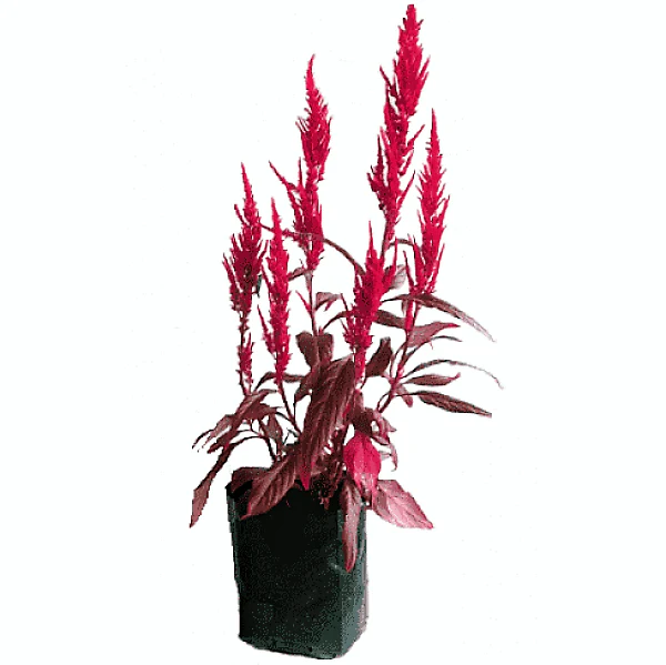 Red Amaranth, Amaranthus Cruentus - Image 3
