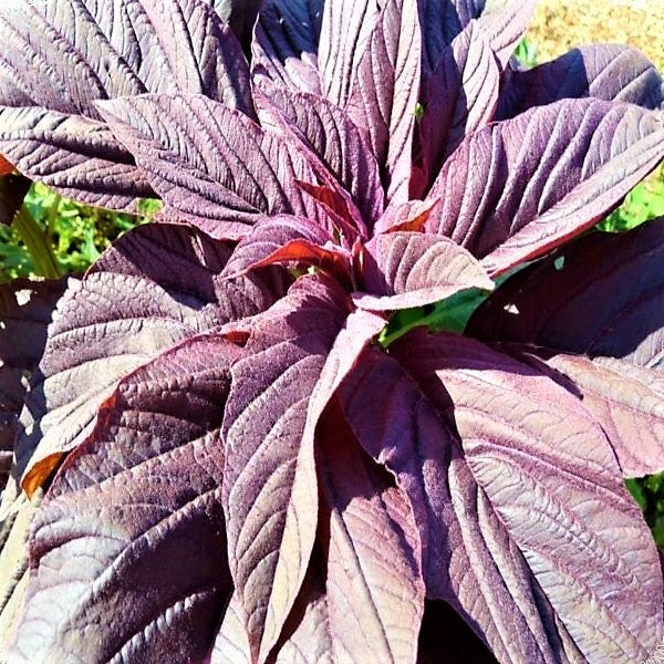 Red Amaranth, Amaranthus Cruentus - Image 4