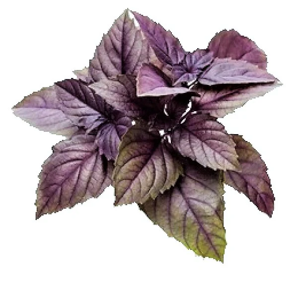 Red Sweet Basil, Sweet Genovese - Image 2