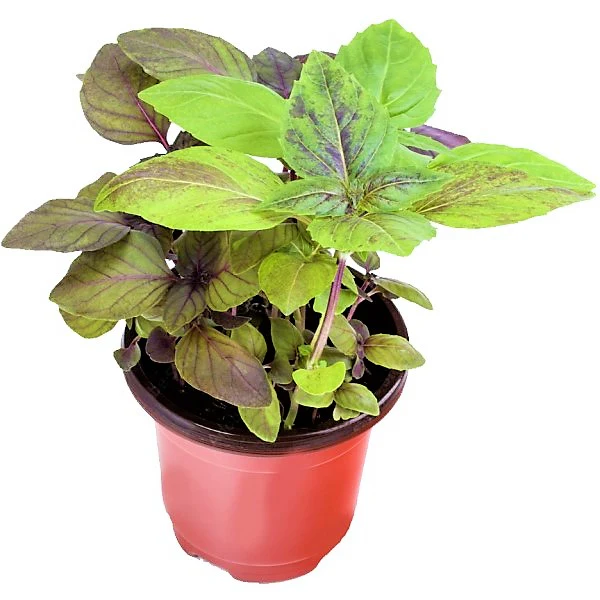 Red Sweet Basil, Sweet Genovese - Image 3