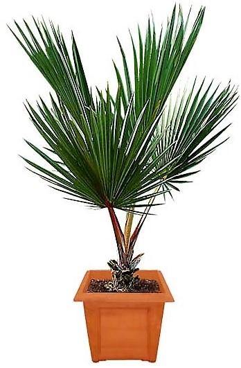 Red Latan Palm, Latania Lontaroides - Image 3