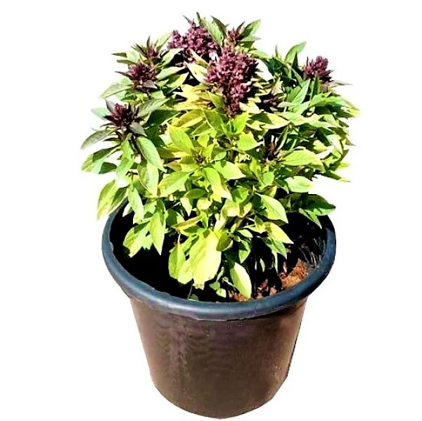 Rehan Herb, Persian Basil, Ocimum Basilicum - Image 2