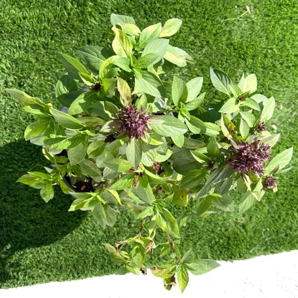 Rehan Herb, Persian Basil, Ocimum Basilicum - Image 3