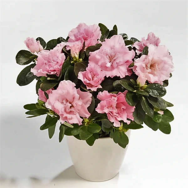 Azaleas, Rhododendron Simsii - Image 3