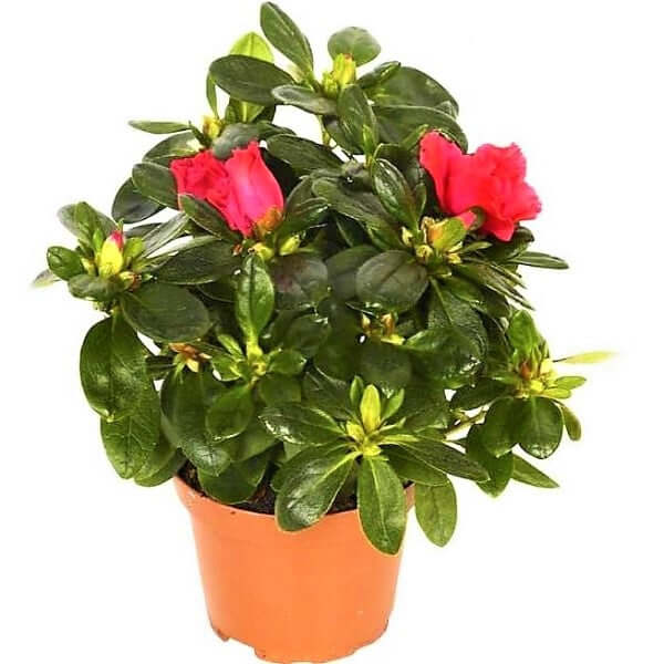 Azaleas, Rhododendron Simsii - Image 4