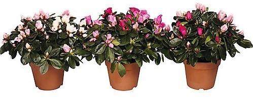 Azaleas, Rhododendron Simsii - Image 5