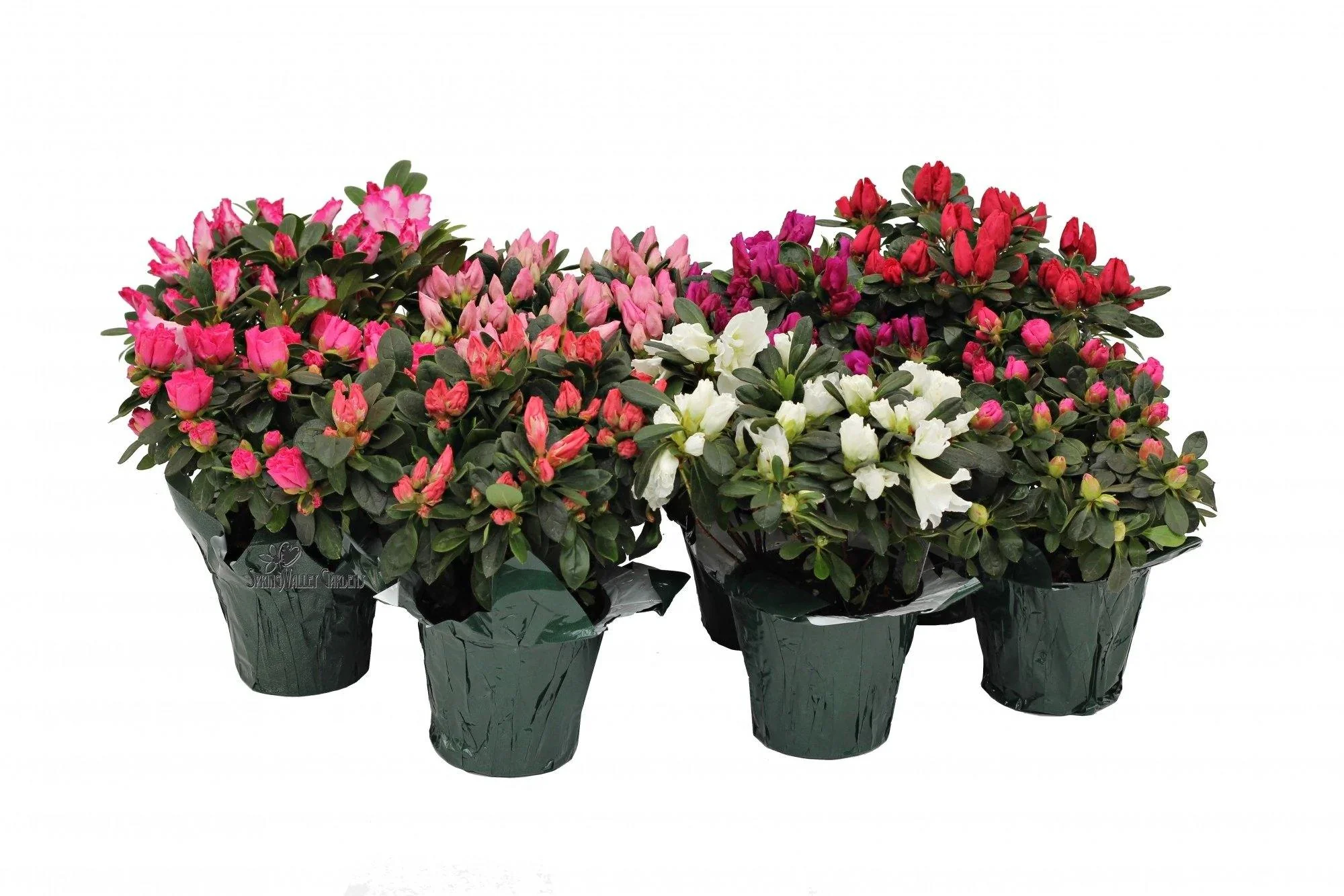 Azaleas, Rhododendron Simsii - Image 6
