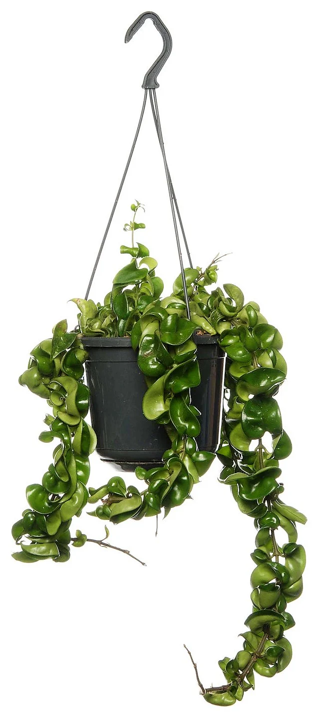 Rope Plant, Hoya Carnosa Compacta, Porcelain Flower