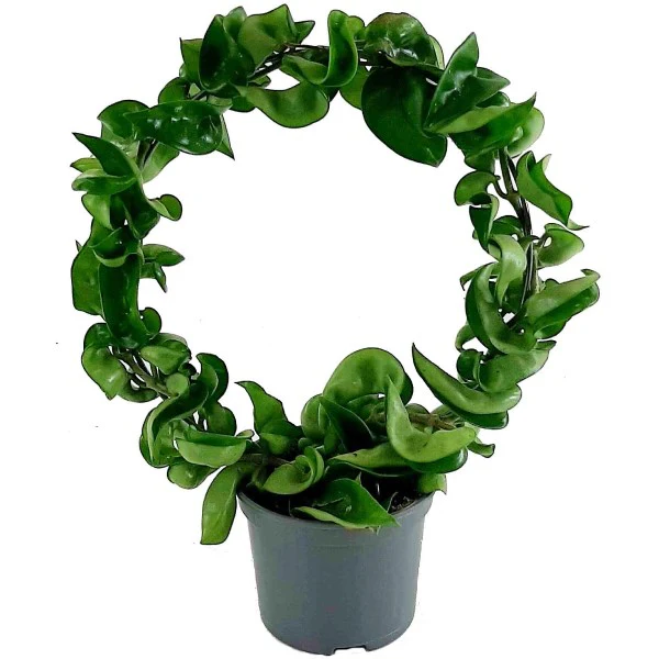 Rope Plant, Hoya Carnosa Compacta, Porcelain Flower - Image 3