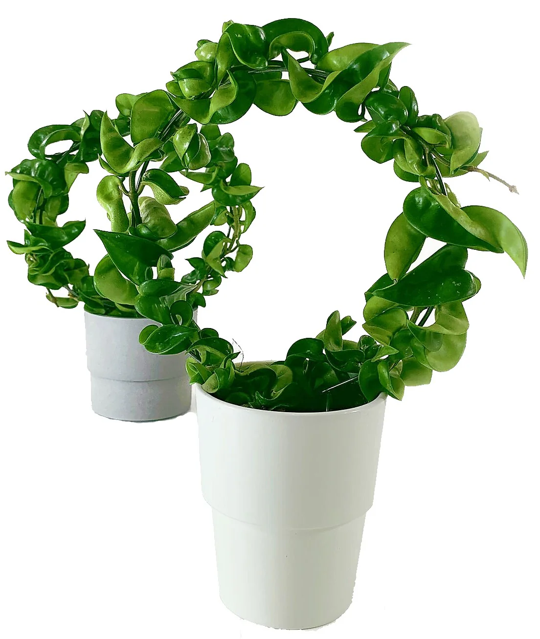 Rope Plant, Hoya Carnosa Compacta, Porcelain Flower - Image 4