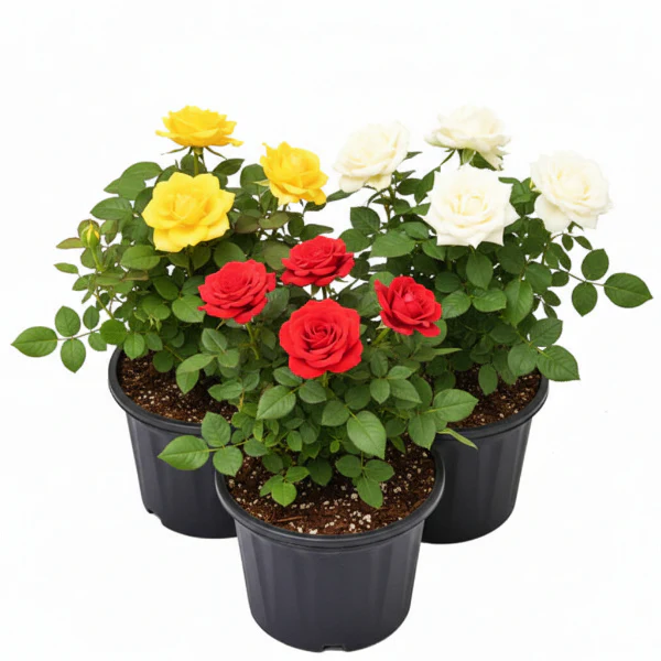 Rose Plant Outdoor