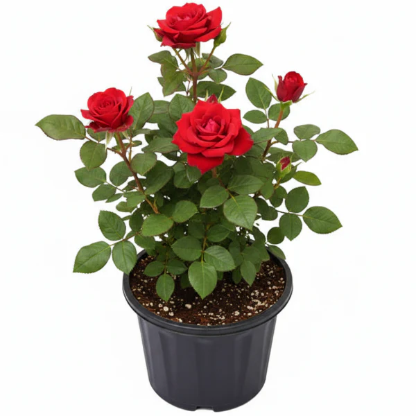 Rose Plant Outdoor - Image 2