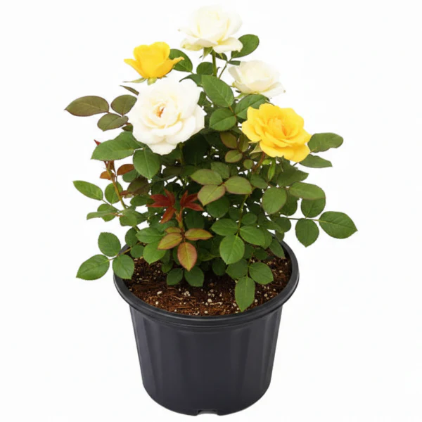 Rose Plant Outdoor - Image 3