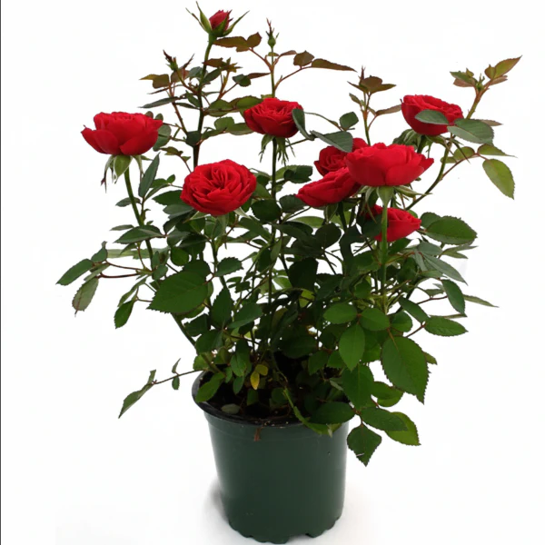 Rose Plant Outdoor - Image 7
