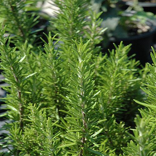 Rosmarinus Officialis, Rosemary Herb Outdoor - Image 3