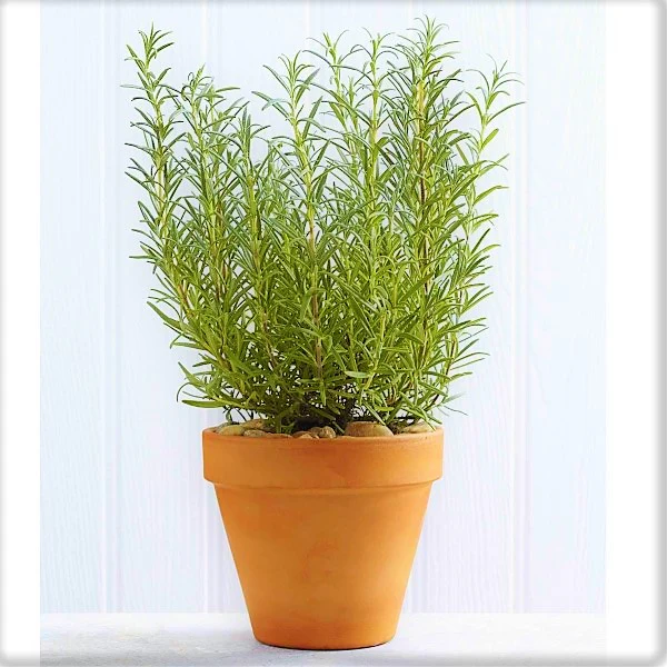 Rosmarinus Officialis, Rosemary Herb Outdoor - Image 4