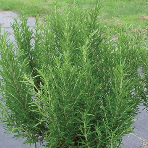 Rosmarinus Officialis, Rosemary Herb Outdoor - Image 5