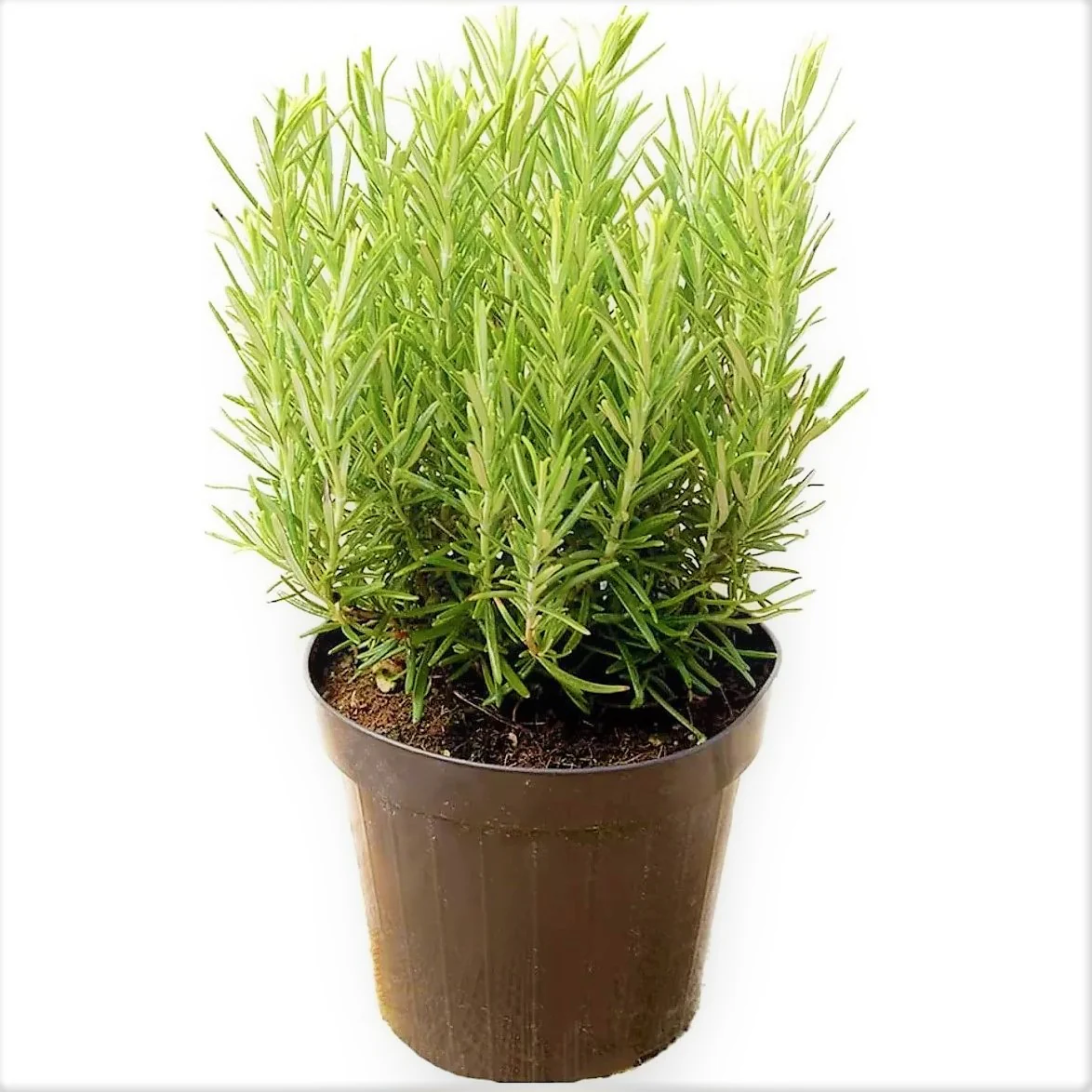 Rosmarinus Officialis, Rosemary Herb Outdoor - Image 6